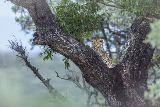 Young Leopard lying down in a tree in Kruger National park, South Africa ; Specie Panthera pardus family of Felidae