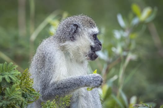 Vervet monkey eating some leaves in Kruger National park, South Africa ; Specie Chlorocebus pygerythrus family of Cercopithecidae