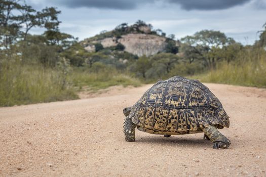 Leopard tortoise Crossing safari gravel road in Kruger National park, South Africa ; Specie Stigmochelys pardalis family of Testudinidae