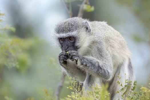 Vervet monkey eating plant isolated en blur background in Kruger National park, South Africa ; Specie Chlorocebus pygerythrus family of Cercopithecidae