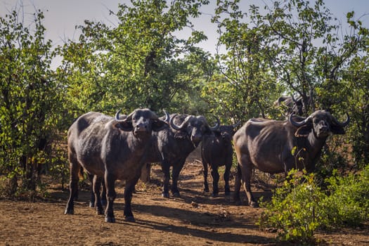 Small group of African buffalo looking at camera in Kruger National park, South Africa ; Specie Syncerus caffer family of Bovidae