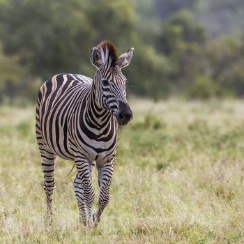 Plains zebra walking in front view in Kruger National park, South Africa ; Specie Equus quagga burchellii family of Equidae