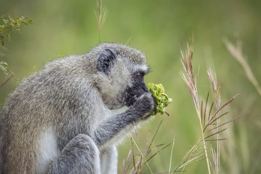 Vervet monkey eating plants in Kruger National park, South Africa ; Specie Chlorocebus pygerythrus family of Cercopithecidae