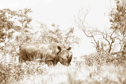 Southern white rhinoceros in Kruger National park, South Africa ; Specie Ceratotherium simum simum family of Rhinocerotidae