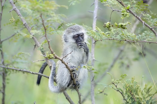 Young Vervet monkey eating a plant in Kruger National park, South Africa ; Specie Papio ursinus family of Cercopithecidae