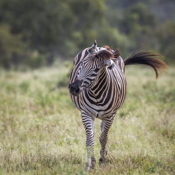 Plains zebra walking in front view in Kruger National park, South Africa ; Specie Equus quagga burchellii family of Equidae