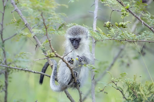 Young Vervet monkey eating a plant in Kruger National park, South Africa ; Specie Papio ursinus family of Cercopithecidae