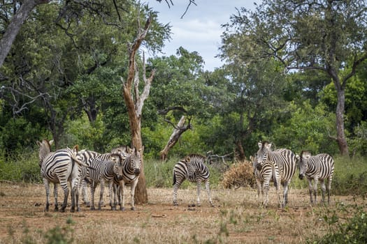 Small group of Plains zebra in nice scenery of Kruger National park, South Africa ; Specie Equus quagga burchellii family of Equidae