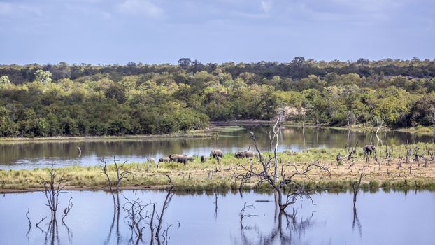 African bush elephant herd in middle of Mopani lake in Kruger National park, South Africa ; Specie Loxodonta africana family of Elephantidae