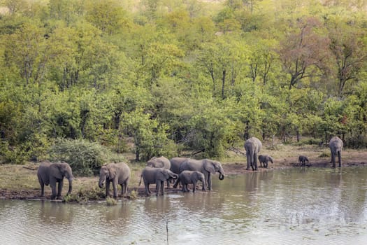 African bush elephant herd along Mopani lake in Kruger National park, South Africa ; Specie Loxodonta africana family of Elephantidae