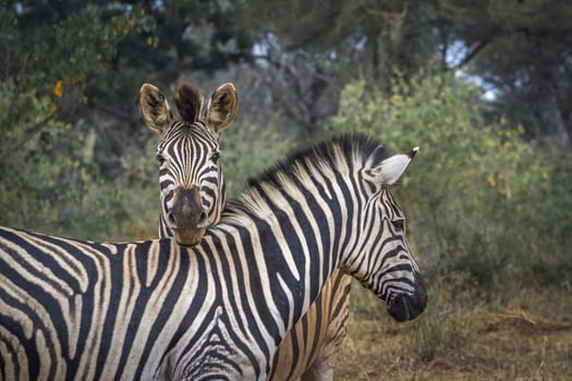 Two Plains zebra funny portrait in Kruger National park, South Africa ; Specie Equus quagga burchellii family of Equidae