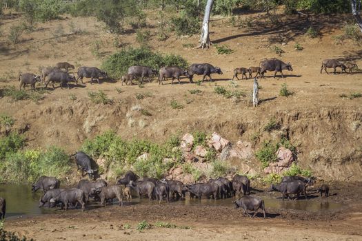 African buffalo herd in riverbank scenery in Kruger National park, South Africa ; Specie Syncerus caffer family of Bovidae