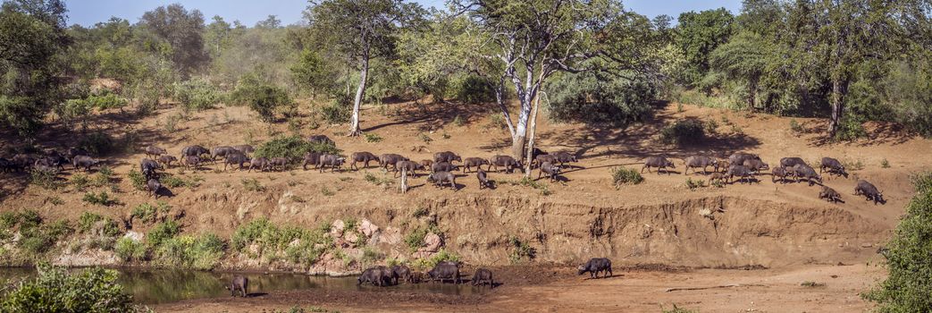 African buffalo herd panoramic view in Kruger National park, South Africa ; Specie Syncerus caffer family of Bovidae