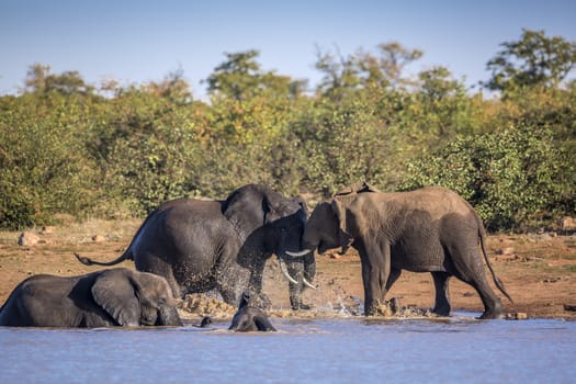 Two African bush elephant fighting in lakeside in Kruger National park, South Africa ; Specie Loxodonta africana family of Elephantidae