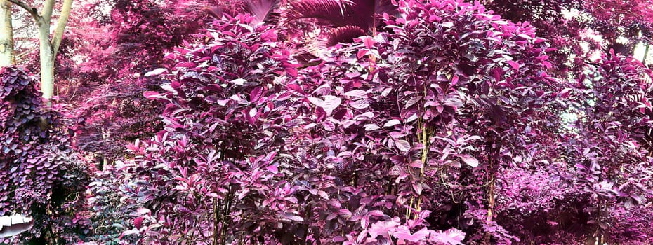 Beautiful purple and pink infrared panorama of a landscape on the Seychelles Islands.