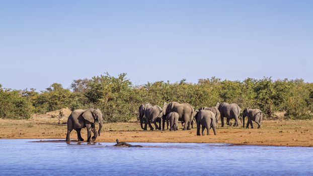 African bush elephant herd along Sable lake !in Kruger National park, South Africa ; Specie Loxodonta africana family of Elephantidae