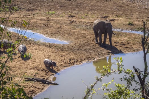 Hippopotamus, nile crocodile and african elephant in same waterhole in Kruger National park, South Africa