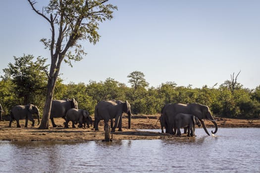 African bush elephant group drinking along Sable dam in Kruger National park, South Africa ; Specie Loxodonta africana family of Elephantidae