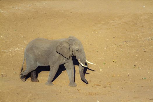 African bush elephant walking on riverbank sand in Kruger National park, South Africa ; Specie Loxodonta africana family of Elephantidae