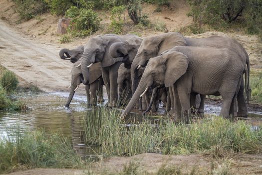 Small group of African bush elephants drinking in waterhole in Kruger National park, South Africa ; Specie Loxodonta africana family of Elephantidae