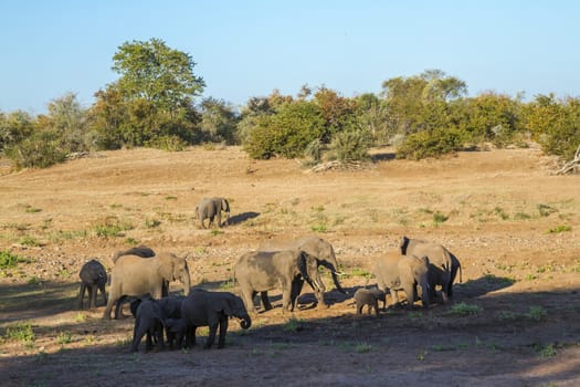 African bush elephant herd in riverbed in Kruger National park, South Africa ; Specie Loxodonta africana family of Elephantidae