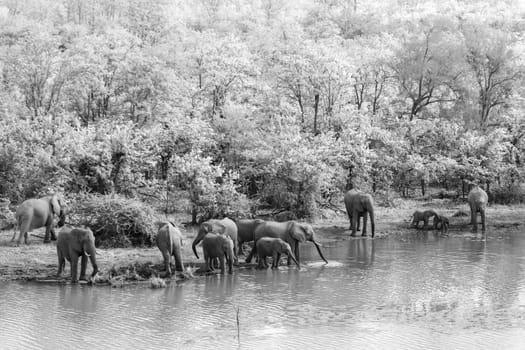 African bush elephant herd along Mopani lake in Kruger National park, South Africa ; Specie Loxodonta africana family of Elephantidae