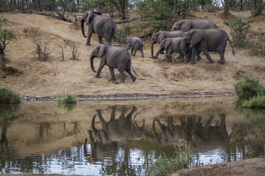 African bush elephant group walking on riverside with reflection in Kruger National park, South Africa ; Specie Loxodonta africana family of Elephantidae