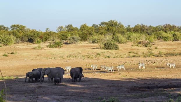 African bush elephant herd and plains zebras in riverbed in Kruger National park, South Africa ; Specie Loxodonta africana family of Elephantidae