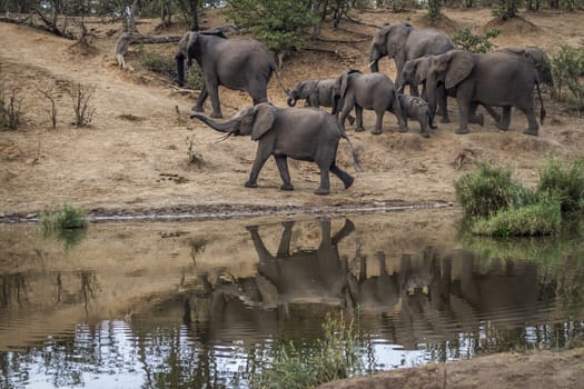 African bush elephant group walking on riverside with reflection in Kruger National park, South Africa ; Specie Loxodonta africana family of Elephantidae