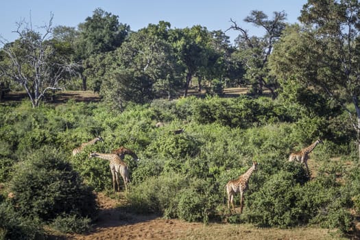 Group of Giraffes eating in green savannah in Kruger National park, South Africa ; Specie Giraffa camelopardalis family of Giraffidae