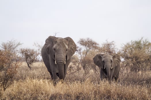 African bush elephant female and young walking in front view in Kruger National park, South Africa ; Specie Loxodonta africana family of Elephantidae