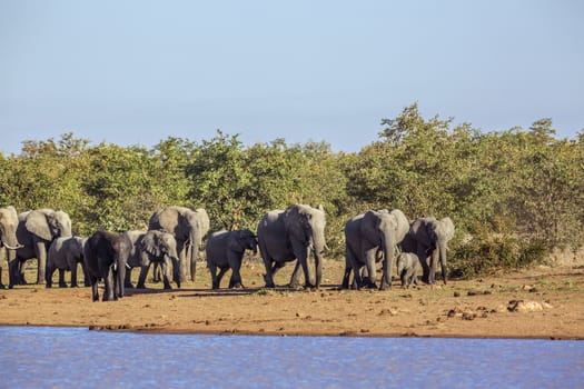 African bush elephant herd walking along Sable dam in Kruger National park, South Africa ; Specie Loxodonta africana family of Elephantidae