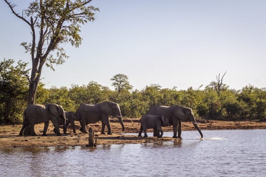 African bush elephant group drinking along Sable dam in Kruger National park, South Africa ; Specie Loxodonta africana family of Elephantidae