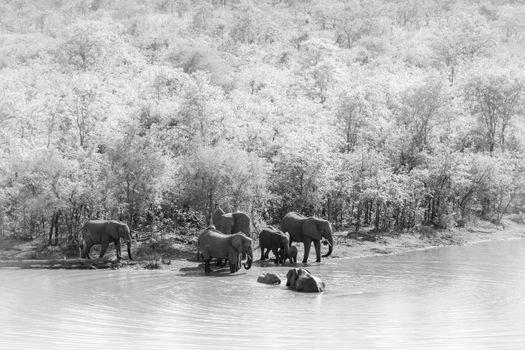 African bush elephant herd drinking in Mopani lake in Kruger National park, South Africa ; Specie Loxodonta africana family of Elephantidae