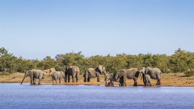 African bush elephant herd along Sable lake !in Kruger National park, South Africa ; Specie Loxodonta africana family of Elephantidae