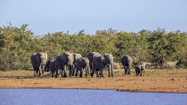 African bush elephant herd walking along Sable dam in Kruger National park, South Africa ; Specie Loxodonta africana family of Elephantidae