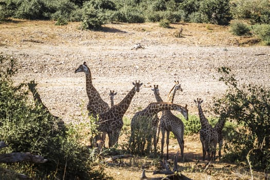 Small group of Giraffes bonding in Kruger National park, South Africa ; Specie Giraffa camelopardalis family of Giraffidae