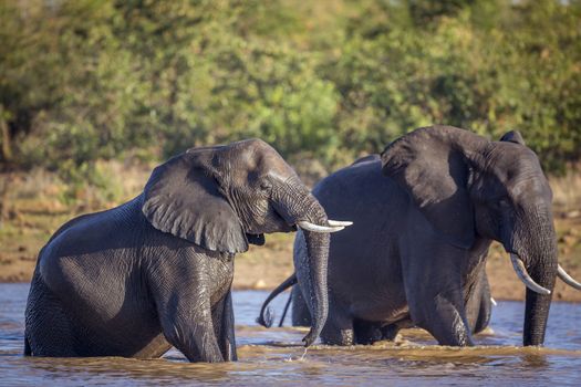 Two African bush elephants playing in water in Kruger National park, South Africa ; Specie Loxodonta africana family of Elephantidae