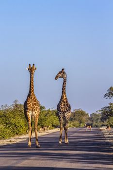 Two Giraffes walking on safari road in Kruger National park, South Africa ; Specie Giraffa camelopardalis family of Giraffidae