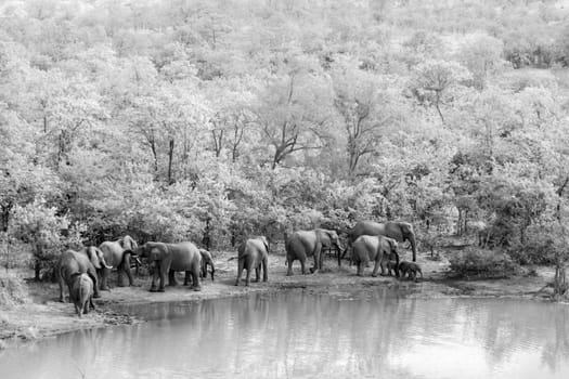 African bush elephant herd along Mopani lake in Kruger National park, South Africa ; Specie Loxodonta africana family of Elephantidae