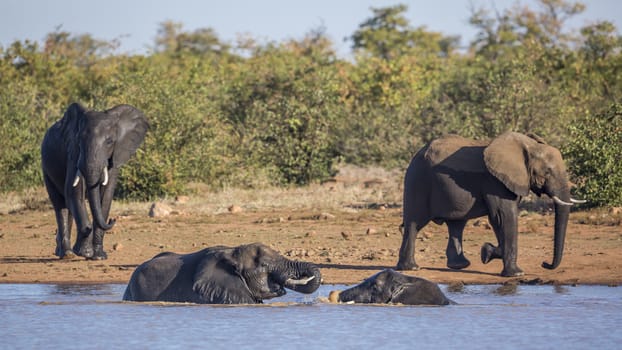 African bush elephant playing in water in Kruger National park, South Africa ; Specie Loxodonta africana family of Elephantidae