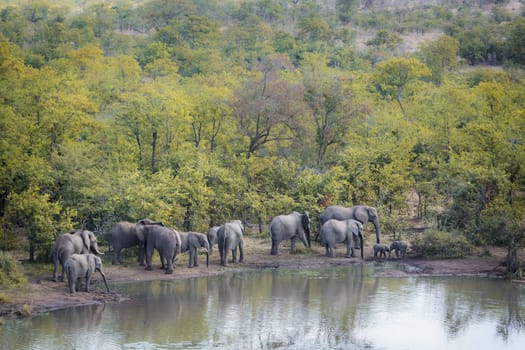 African bush elephant herd drinking in Mopani lake in Kruger National park, South Africa ; Specie Loxodonta africana family of Elephantidae