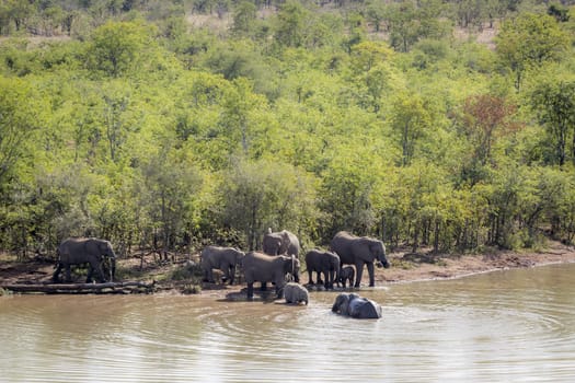 African bush elephant herd drinking in Mopani lake in Kruger National park, South Africa ; Specie Loxodonta africana family of Elephantidae