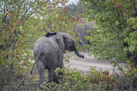 African bush elephant calf in rear view in Kruger National park, South Africa ; Specie Loxodonta africana family of Elephantidae