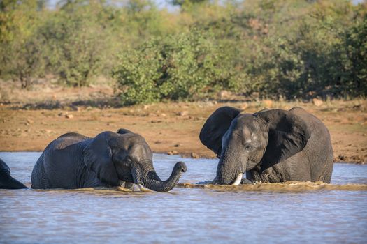 Two African bush elephants playing in water in Kruger National park, South Africa ; Specie Loxodonta africana family of Elephantidae