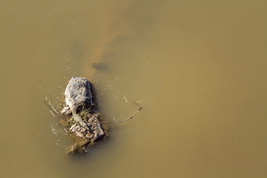 Aerial view of Nile crocodile in middle of river in Kruger National park, South Africa ; Specie Crocodylus niloticus family of Crocodylidae