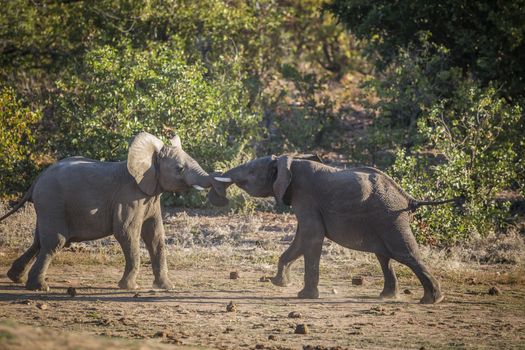 Two young African bush elephants playing in duel in Kruger National park, South Africa ; Specie Loxodonta africana family of Elephantidae