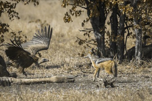 Black backed jackal and white back vulture in Kruger National park, South Africa ; Specie Canis mesomelas family of Canidae and Specie Gyps africanus family of Accipitridae