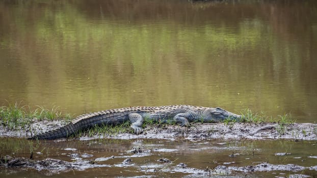 Nile crocodile sleeping in middle of a river in Kruger National park, South Africa ; Specie Crocodylus niloticus family of Crocodylidae