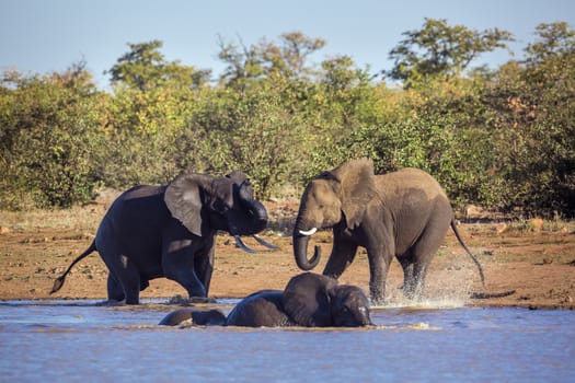 African bush elephant fighting and playing along Sable dam in Kruger National park, South Africa ; Specie Loxodonta africana family of Elephantidae